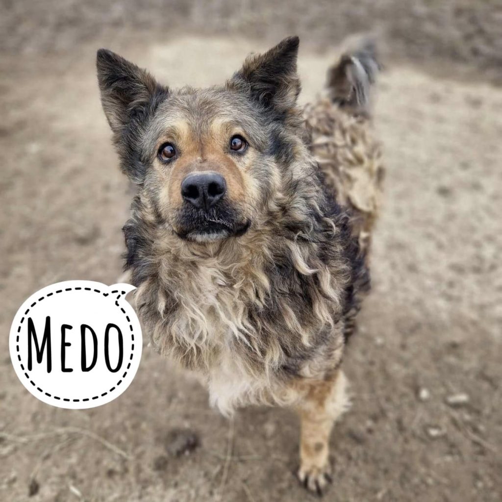 MEDO