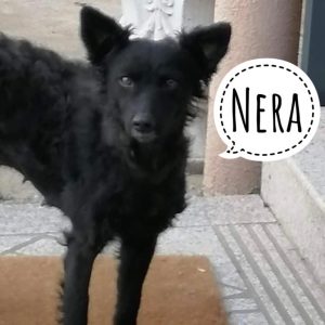 NERA