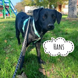HANS