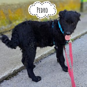 PEDRO