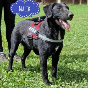 MALIK