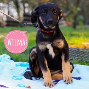 WILMA