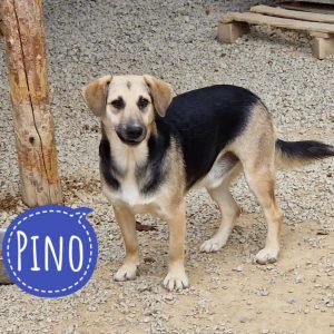 PINO