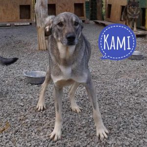 KAMI