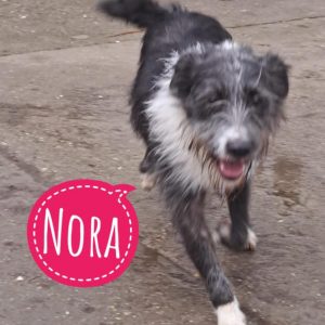 NORA