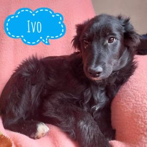 IVO