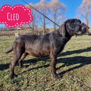 CLEO