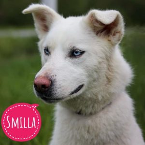 SMILLA