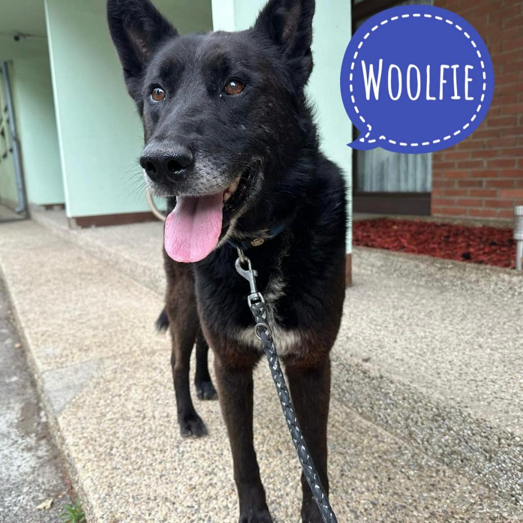 WOOLFIE