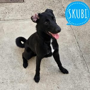 SKUBI