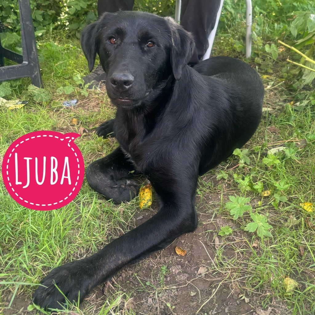 LJUBA