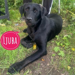 LJUBA