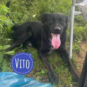 VITO
