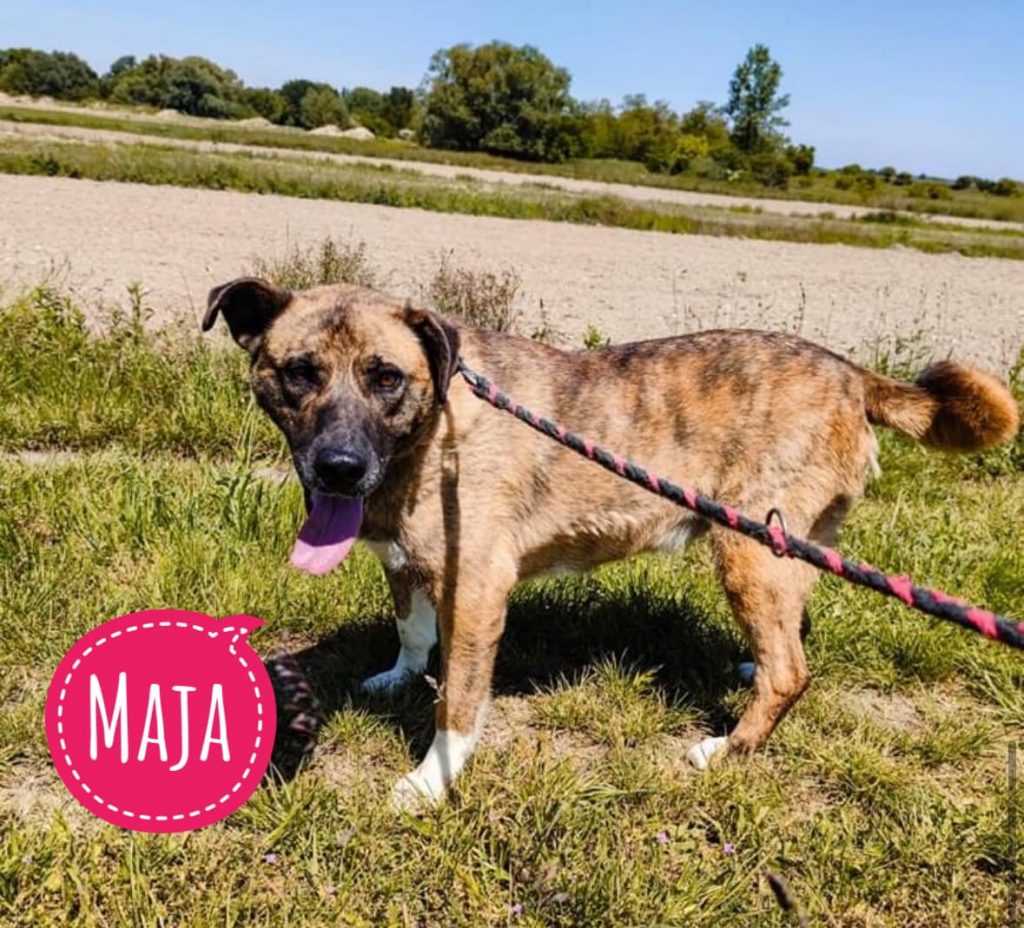 MAJA