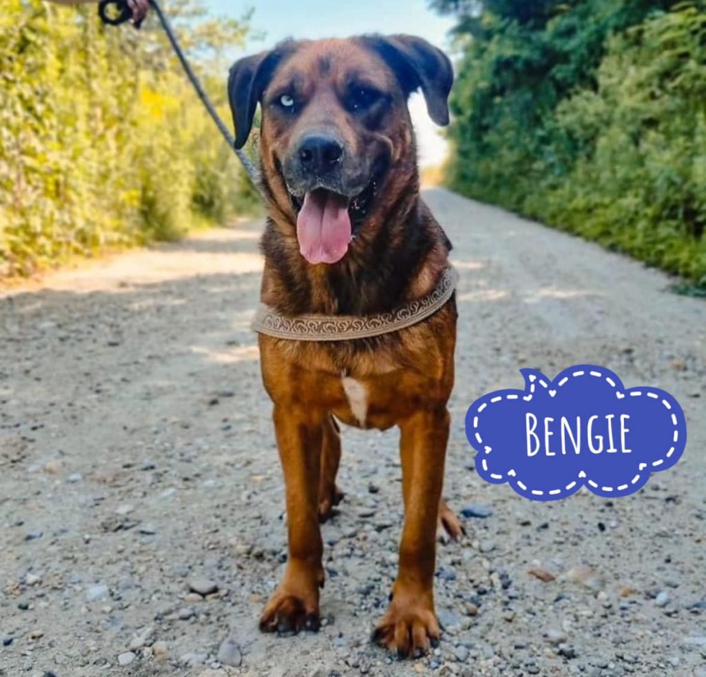 BENGIE