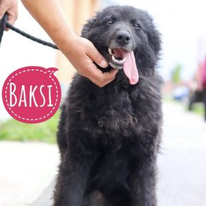 BAKSI