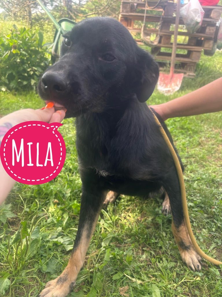 MILA