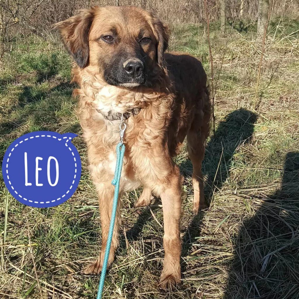 Leo