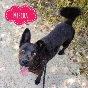 MISCHA