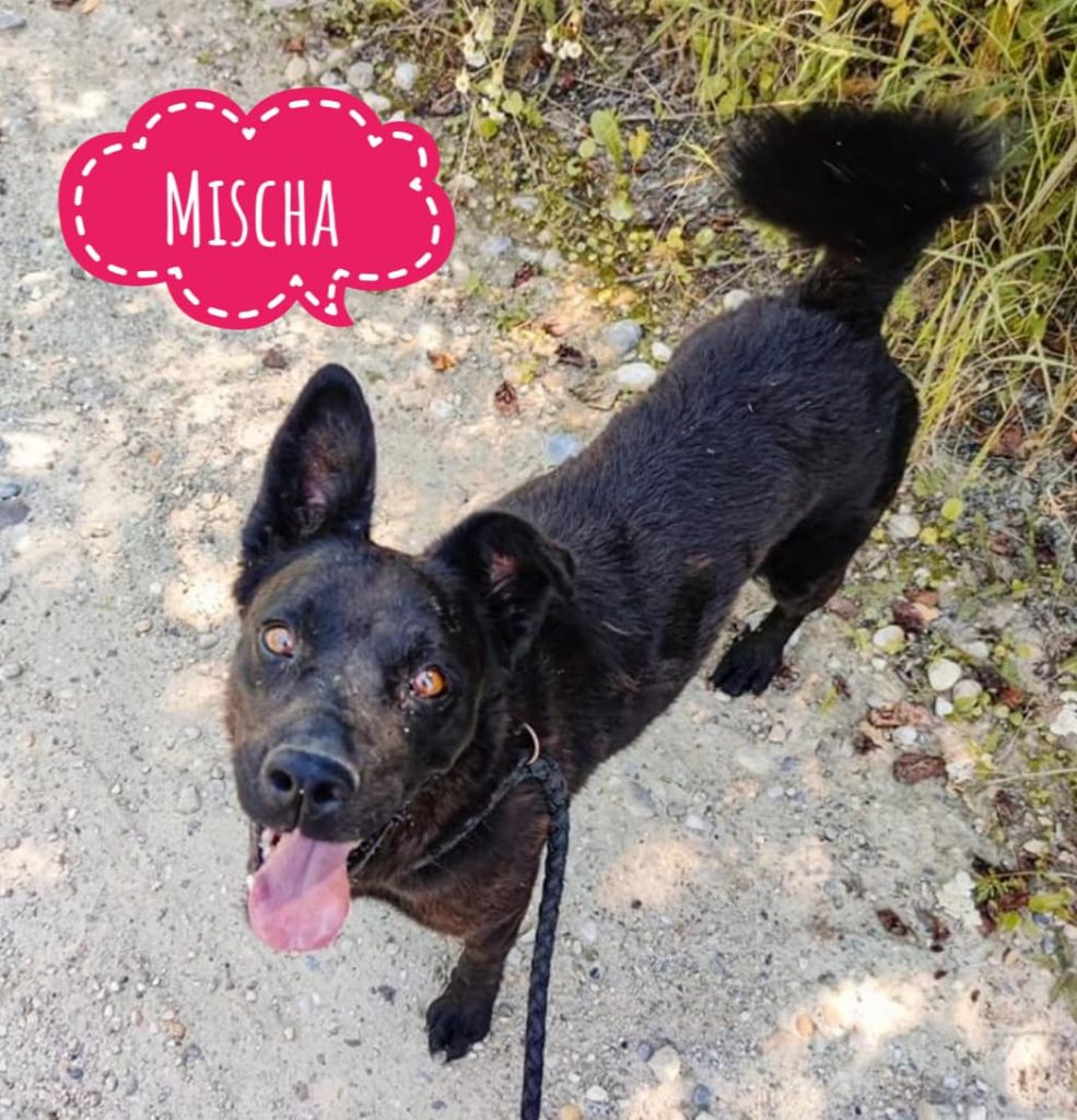 MISCHA