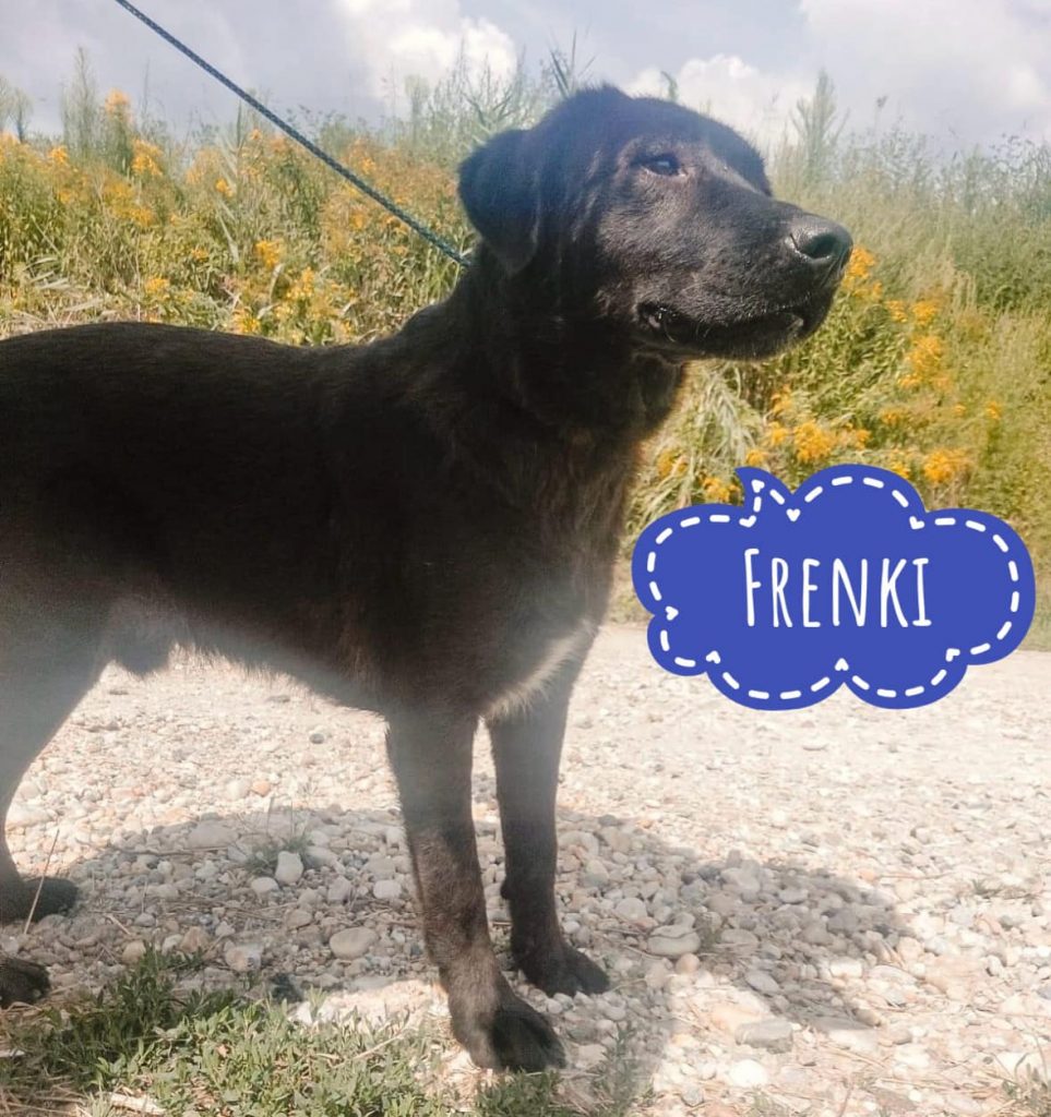 FRENKI