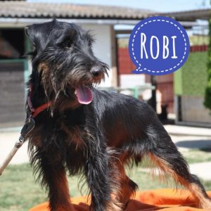 ROBI