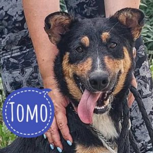TOMO