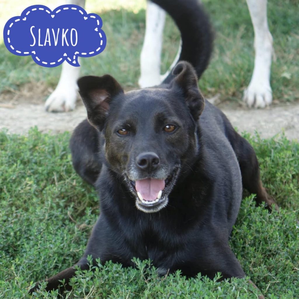 SLAVKO