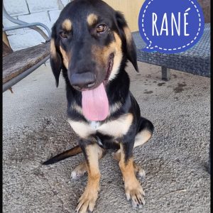 RANÉ