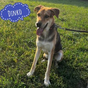 DINKO