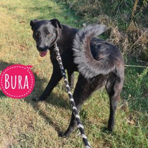 BURA