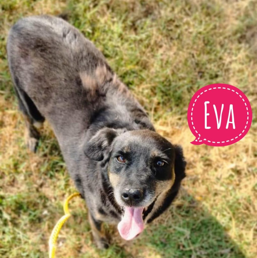 EVA