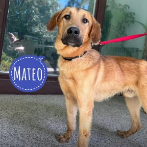 MATEO