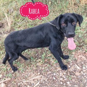 RABEA