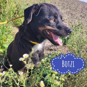 BOTZI