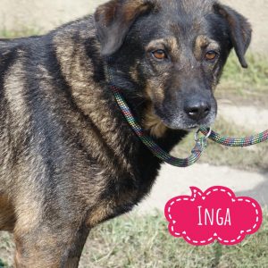 INGA