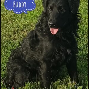 BUDDY