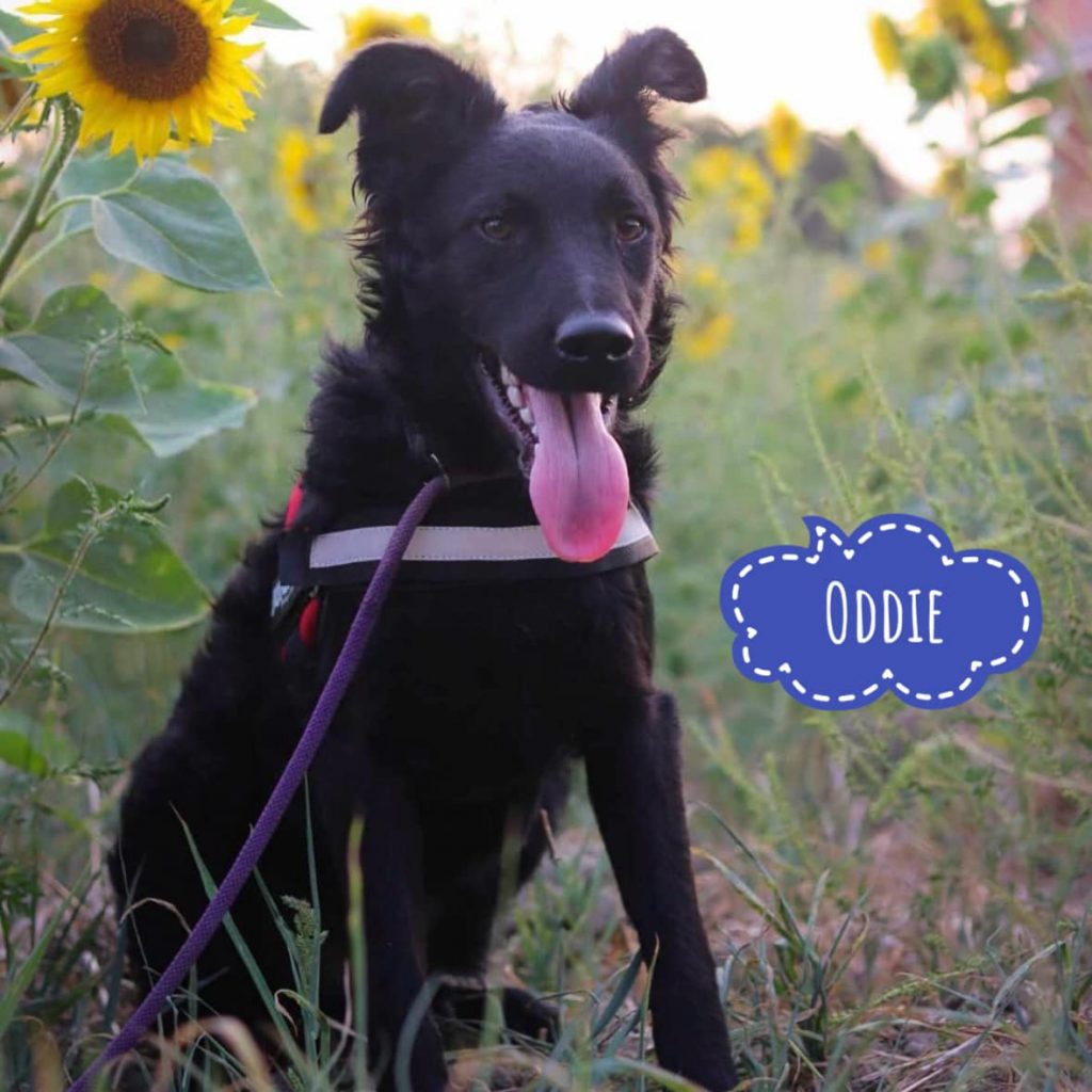 ODDIE
