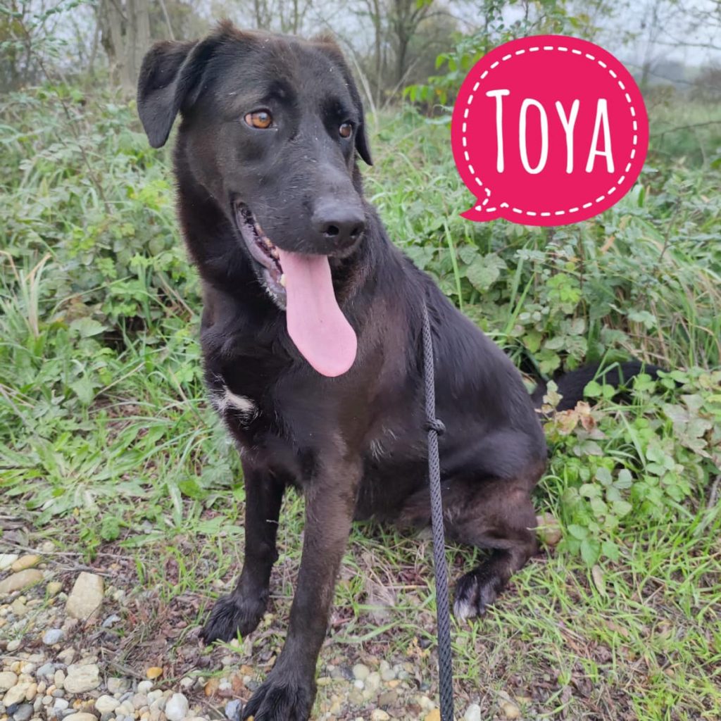 TOYA