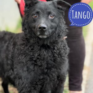TANGO