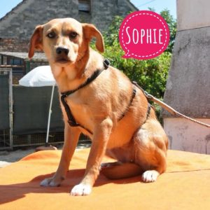 SOPHIE