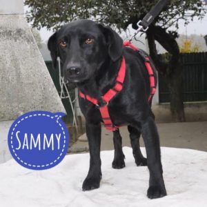 SAMMY