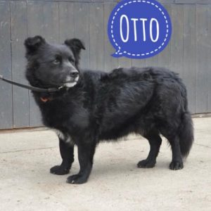 OTTO