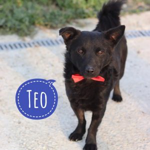 TEO