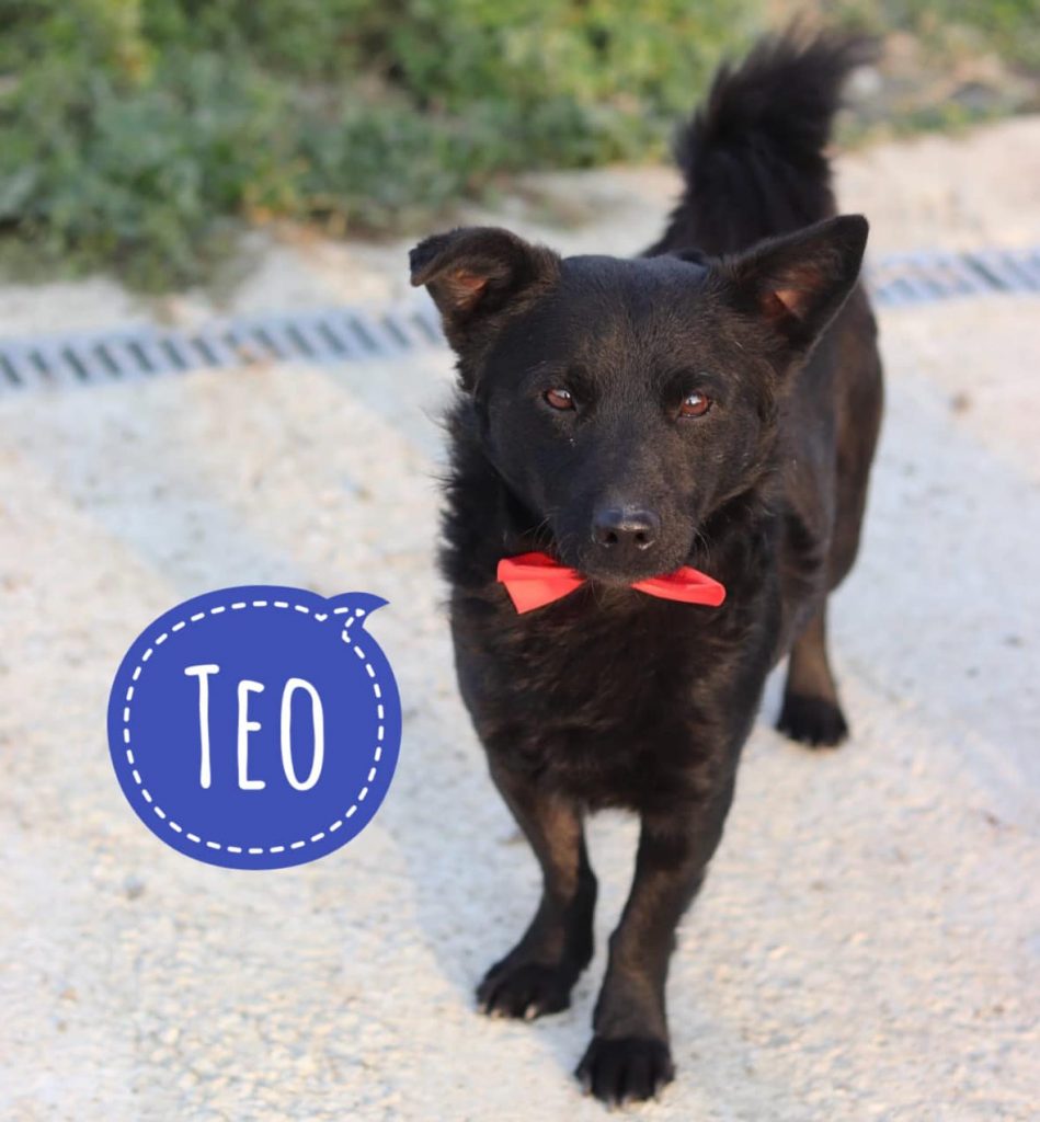 TEO