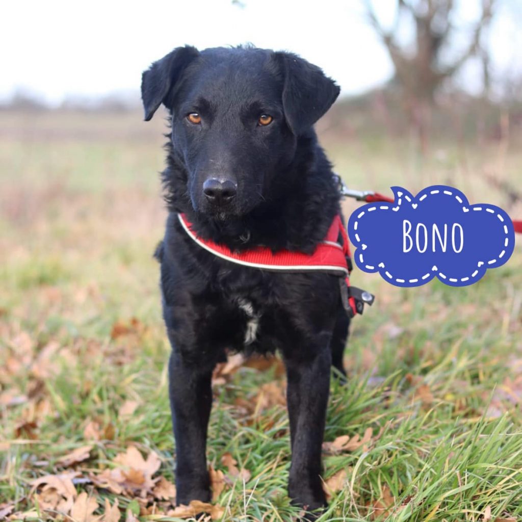 BONO
