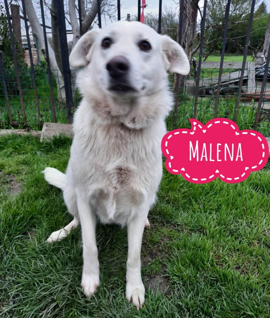 MALENA