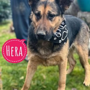 HERA