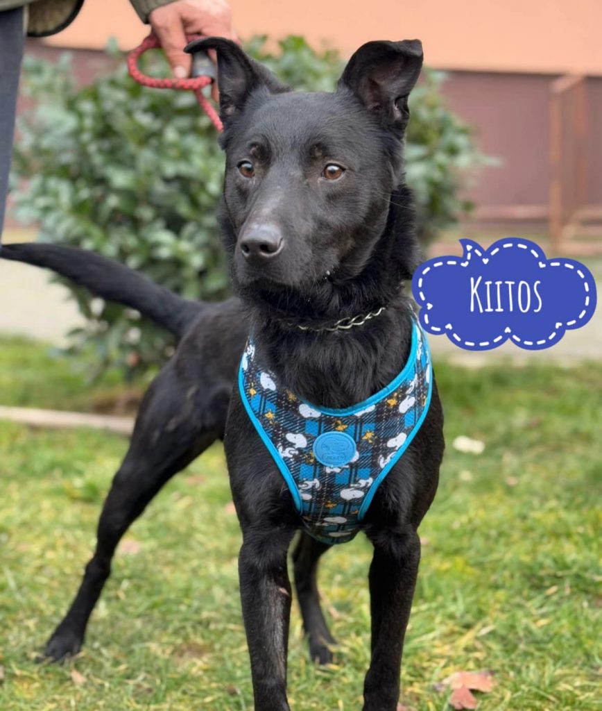 KIITOS