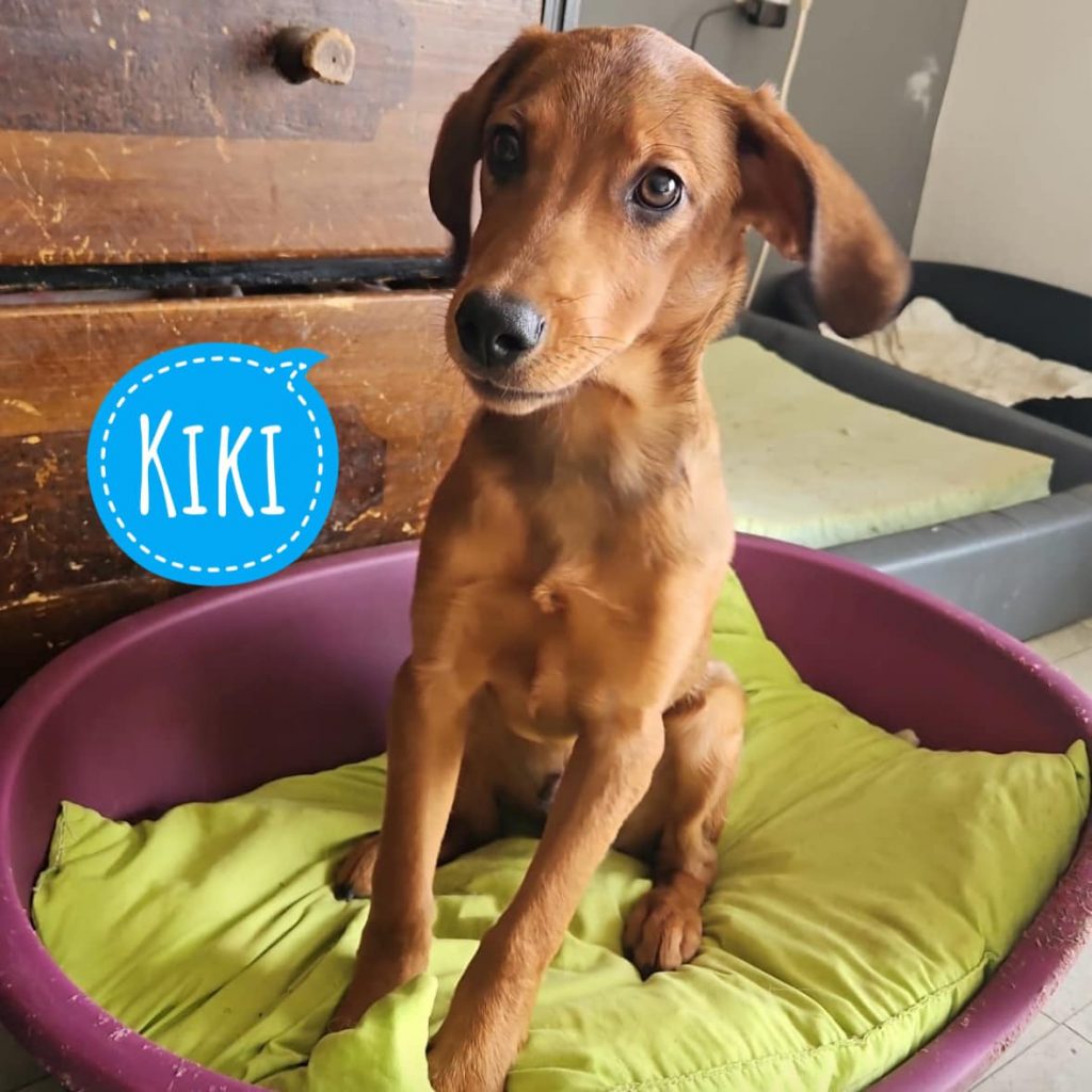 KIKI
